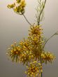 Pip-Studio-Pip-Artificial-Flowers-Burst-of-Blooms