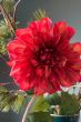Artificial-flowers-red-silk-autumn-happiness-pip-flowers-pip-studio