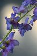 artifical-flowers-silk-Blue-blue-paradise-artificial-flowers-silk-pip-flowers-pip-studio
