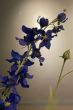 kunstbloemen-zijde-blauw-elegance-in-blue-kunst-bloemen-zijde-pip-bloemen-pip-studio
