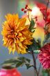 Cheerful Dahlia Pip Flowers