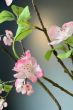 Blütenpflanz Romantic Blossom