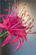 kunstbloemen-zijde-meerkleurig-woon-decoratie-Pip-Flowers-Japanese-Garden