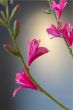 kunstbloemen-zijde-meerkleurig-woon-decoratie-Pip-Flowers-Japanese-Garden