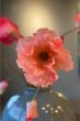 artifical-flowers-silk-multicoloured-home-decor-Pip-Flowers-poppy-joy